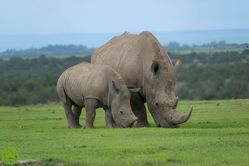 OL Pejeta