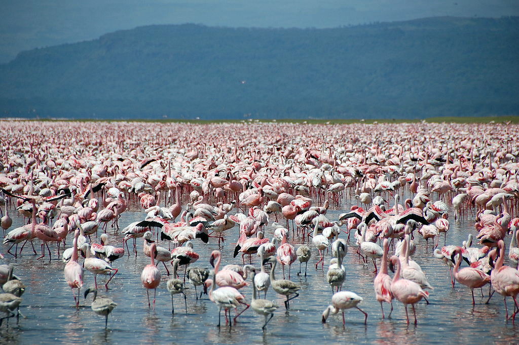 Lake Naivasha