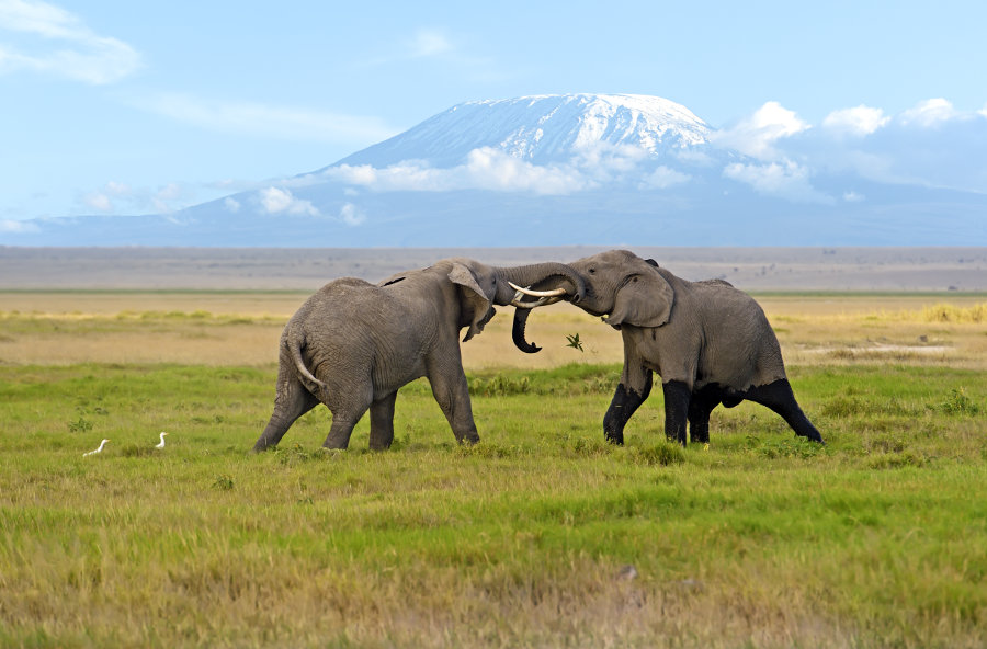 Amboseli
