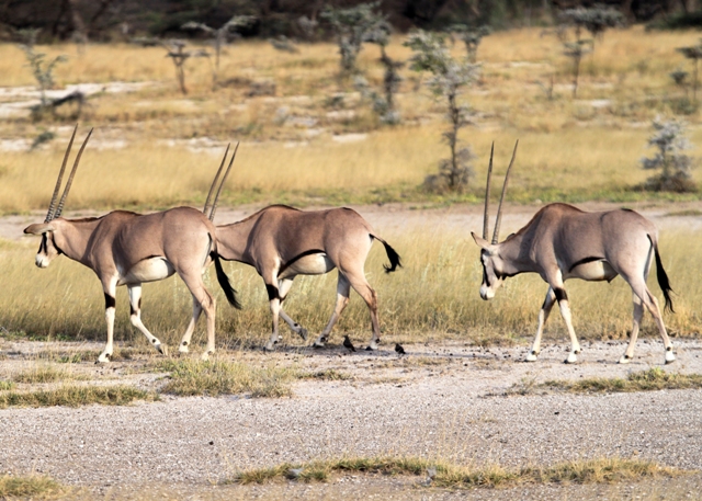 Marsabit National Park